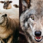 Santykių pradžia – avys ir vilkai